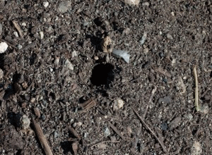 Homesteading in the Urban Wilds Image